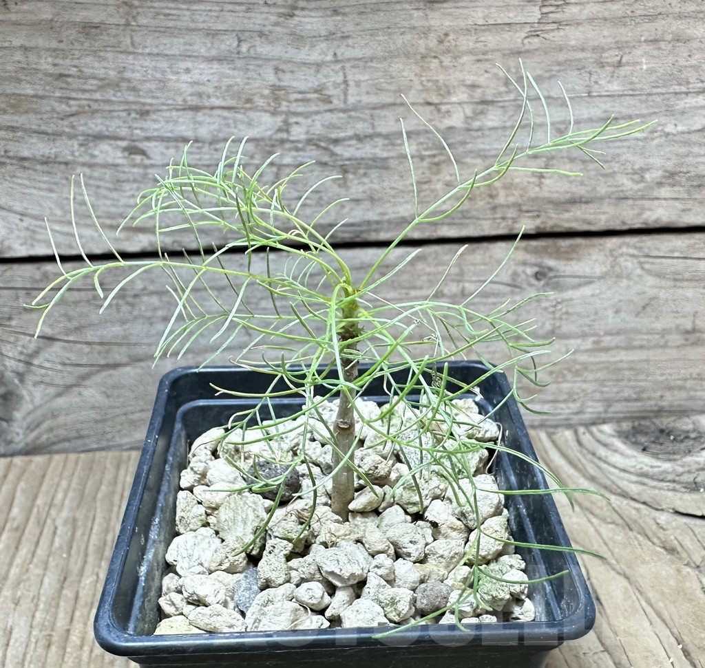 SHPR34402 Commiphora kraeuseliana - Image 2