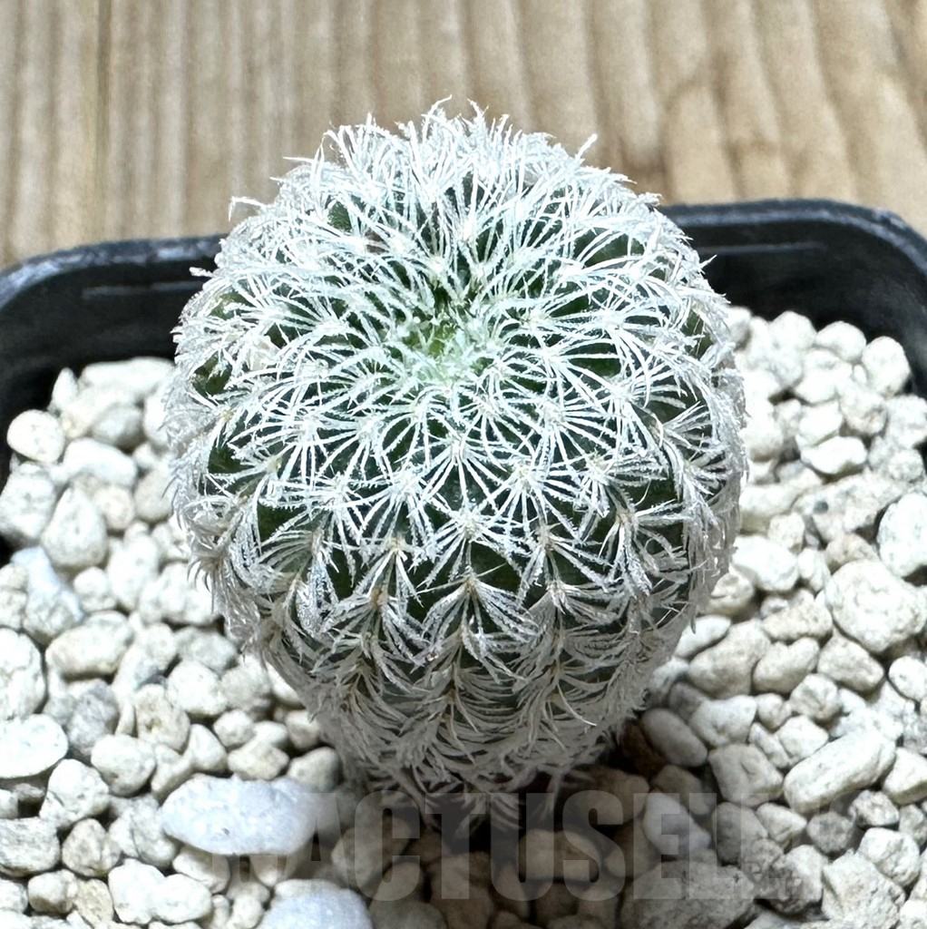 SHPR34412 Frailea densispina