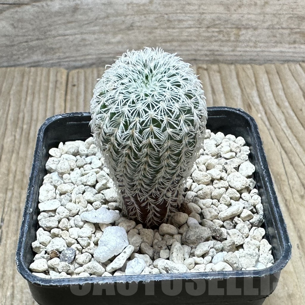 SHPR34412 Frailea densispina - Image 2