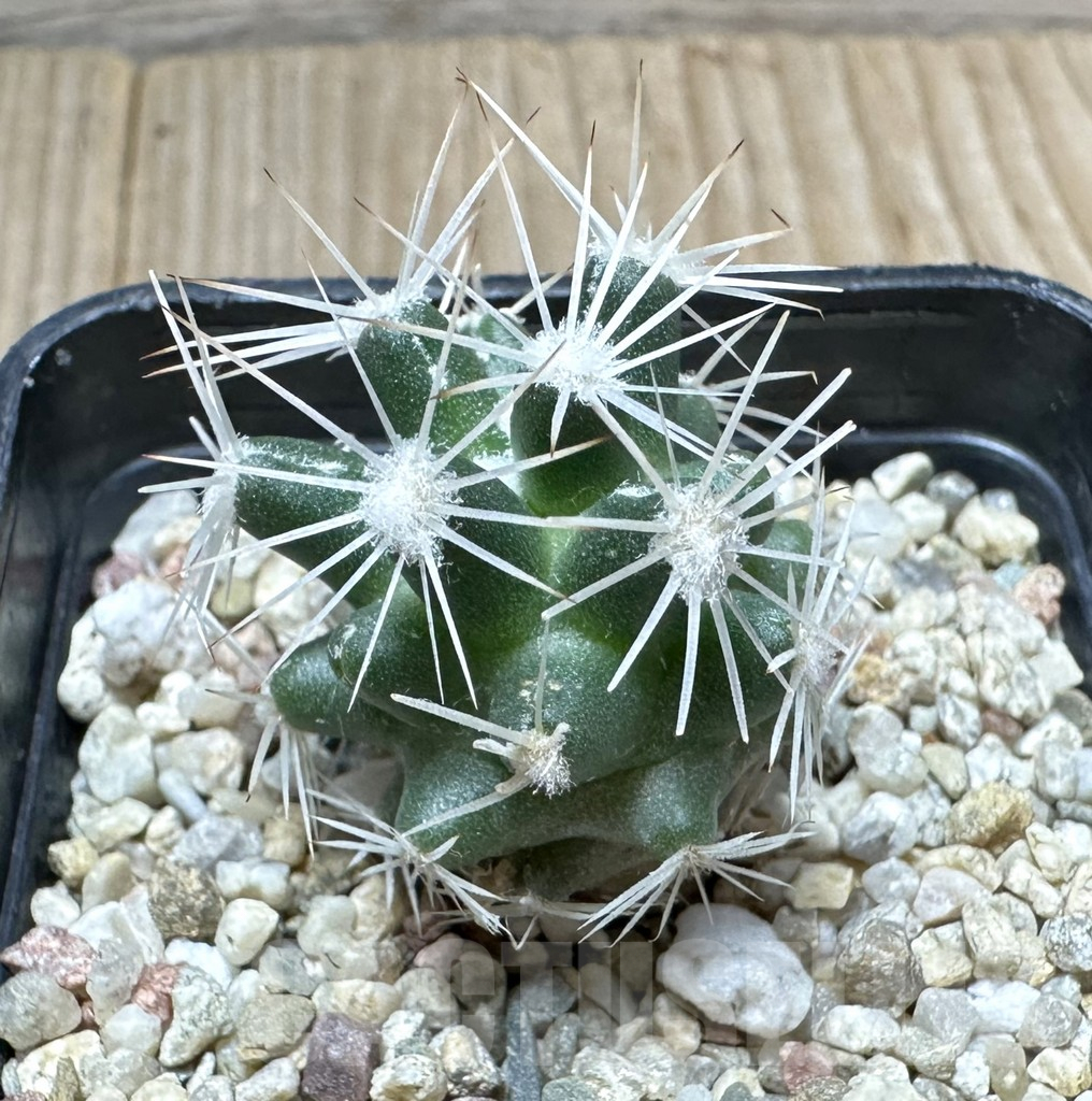 SHPR34414 Escobaria robbinsorum SB 464