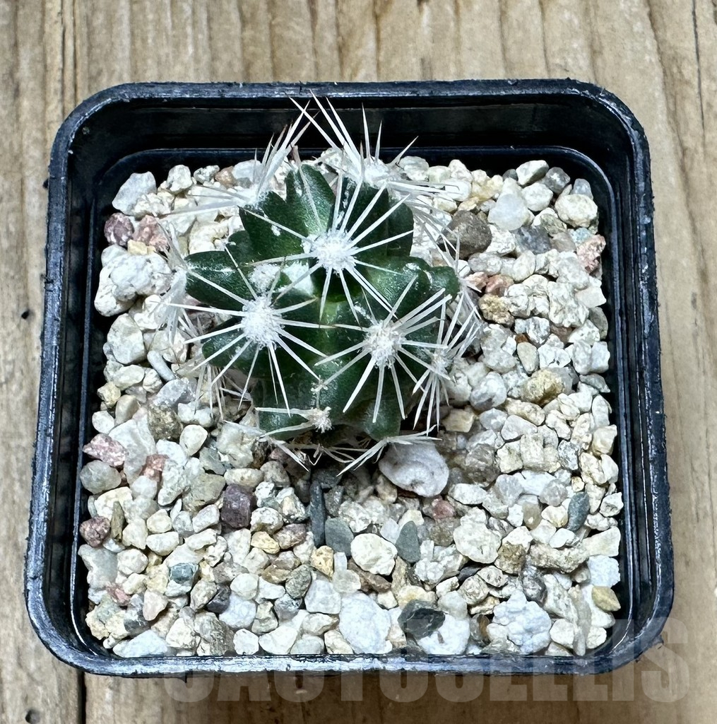 SHPR34414 Escobaria robbinsorum SB 464 - Image 2