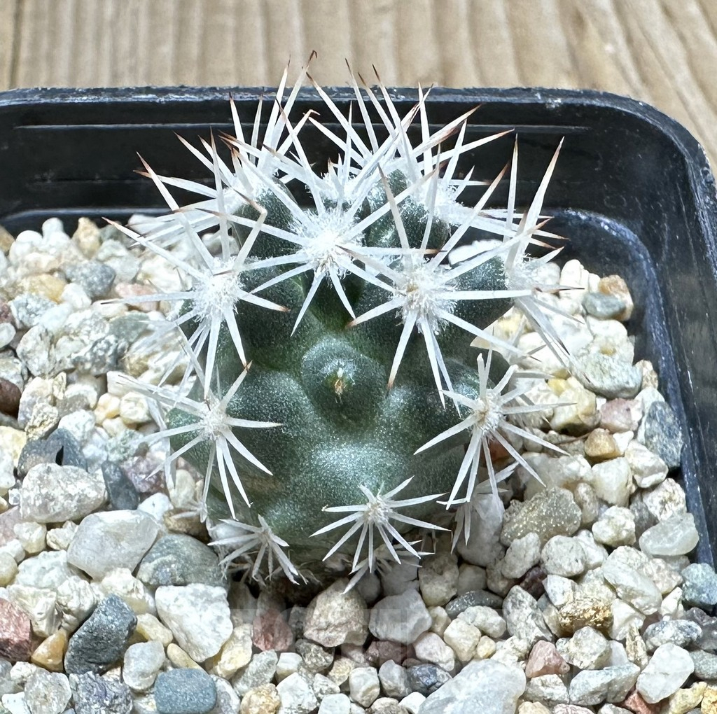 SHPR34415 Escobaria robbinsorum SB 464 - Image 2