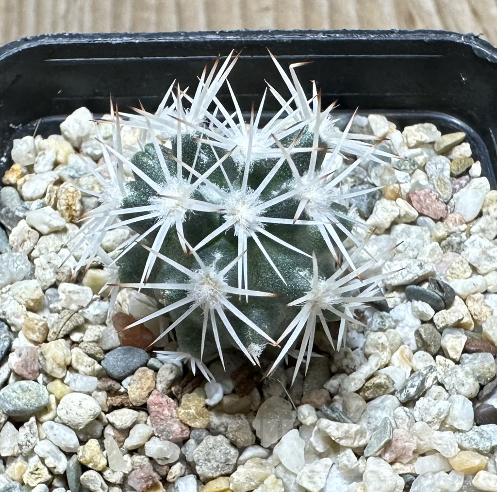 SHPR34415 Escobaria robbinsorum SB 464