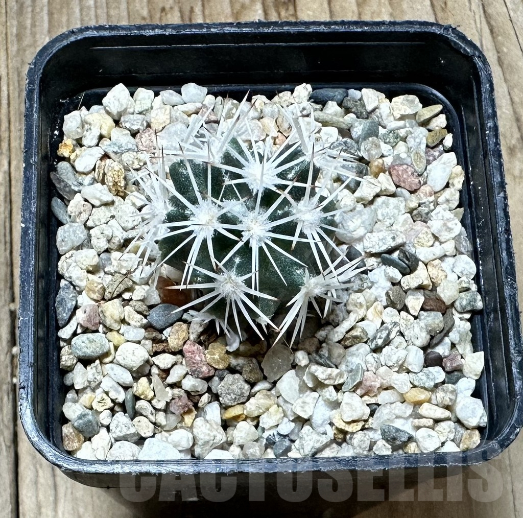 SHPR34415 Escobaria robbinsorum SB 464 - Image 3