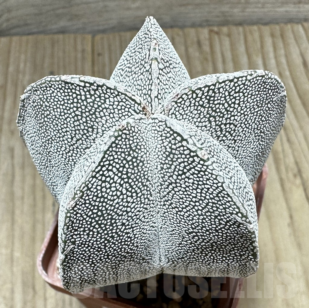 SHPR34416 Astrophytum myriostigma ‘Onzuka’