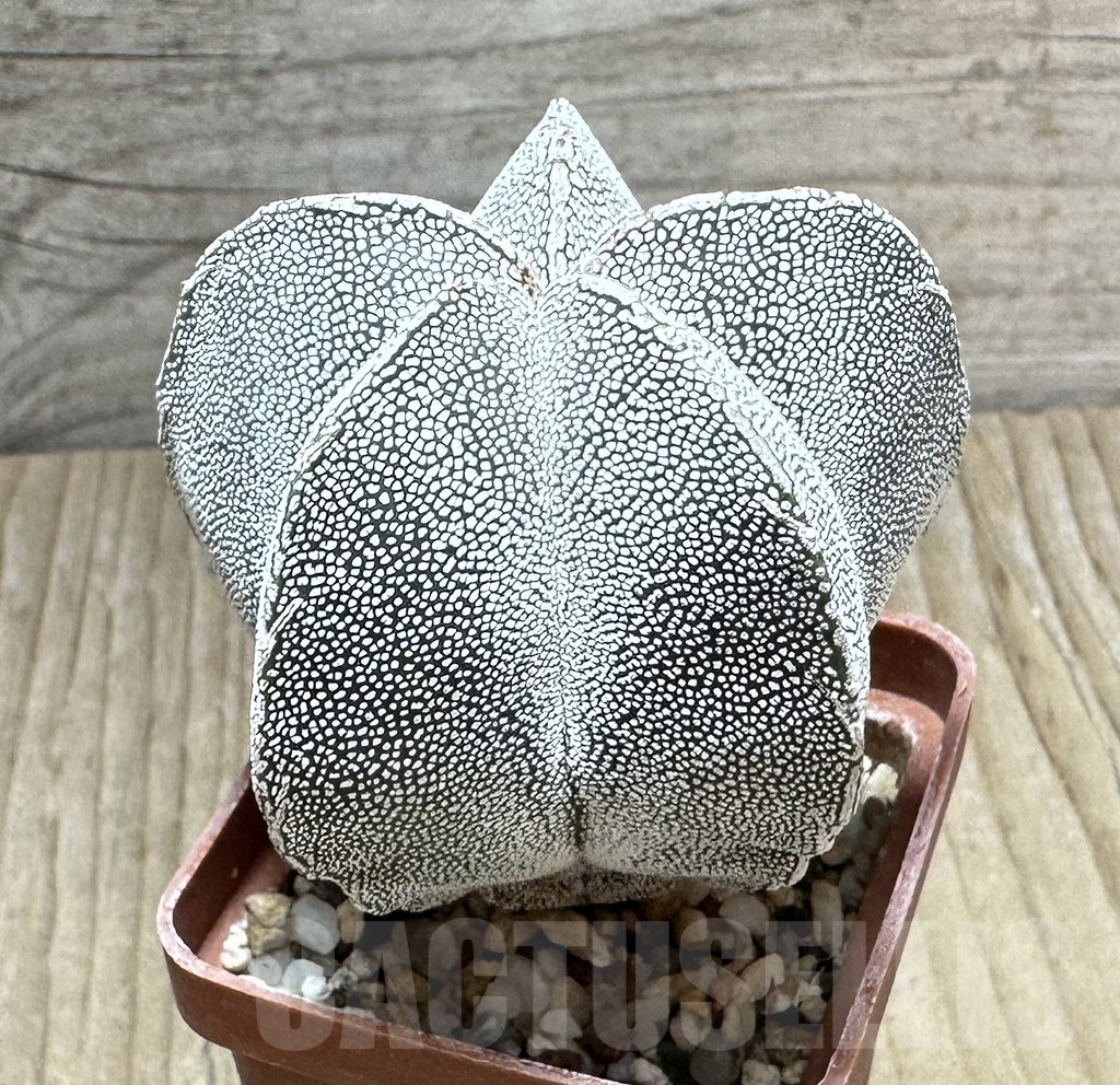 SHPR34416 Astrophytum myriostigma ‘Onzuka’ - Image 2