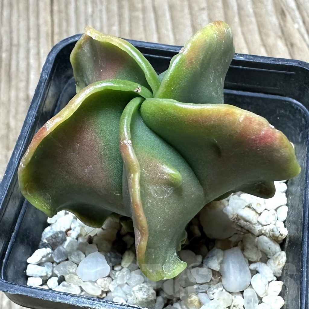 SHPR34417 Astrophytum myriostigma 'Kikko' f. variegata?