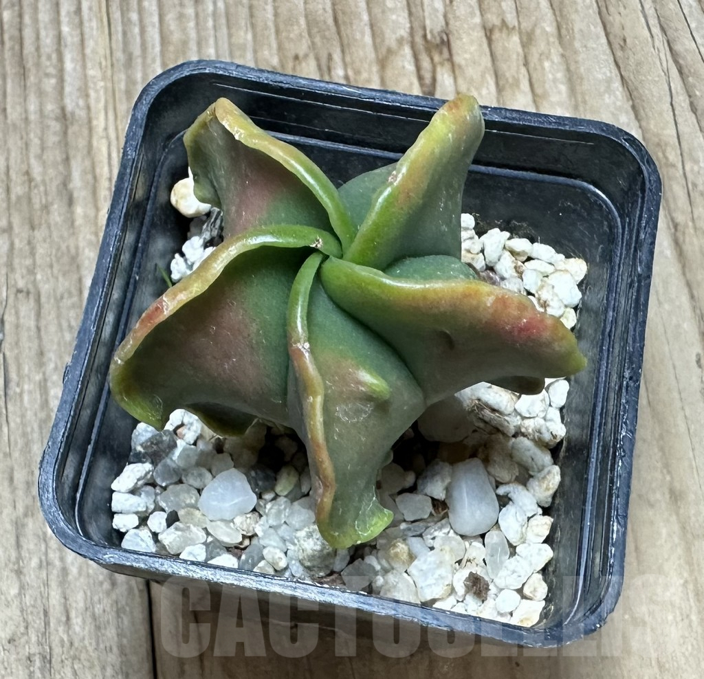 SHPR34417 Astrophytum myriostigma 'Kikko' f. variegata? - Image 2