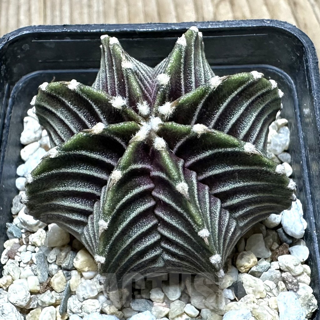 SHPR34420 Gymnocalycium friedrichii VOS 1241