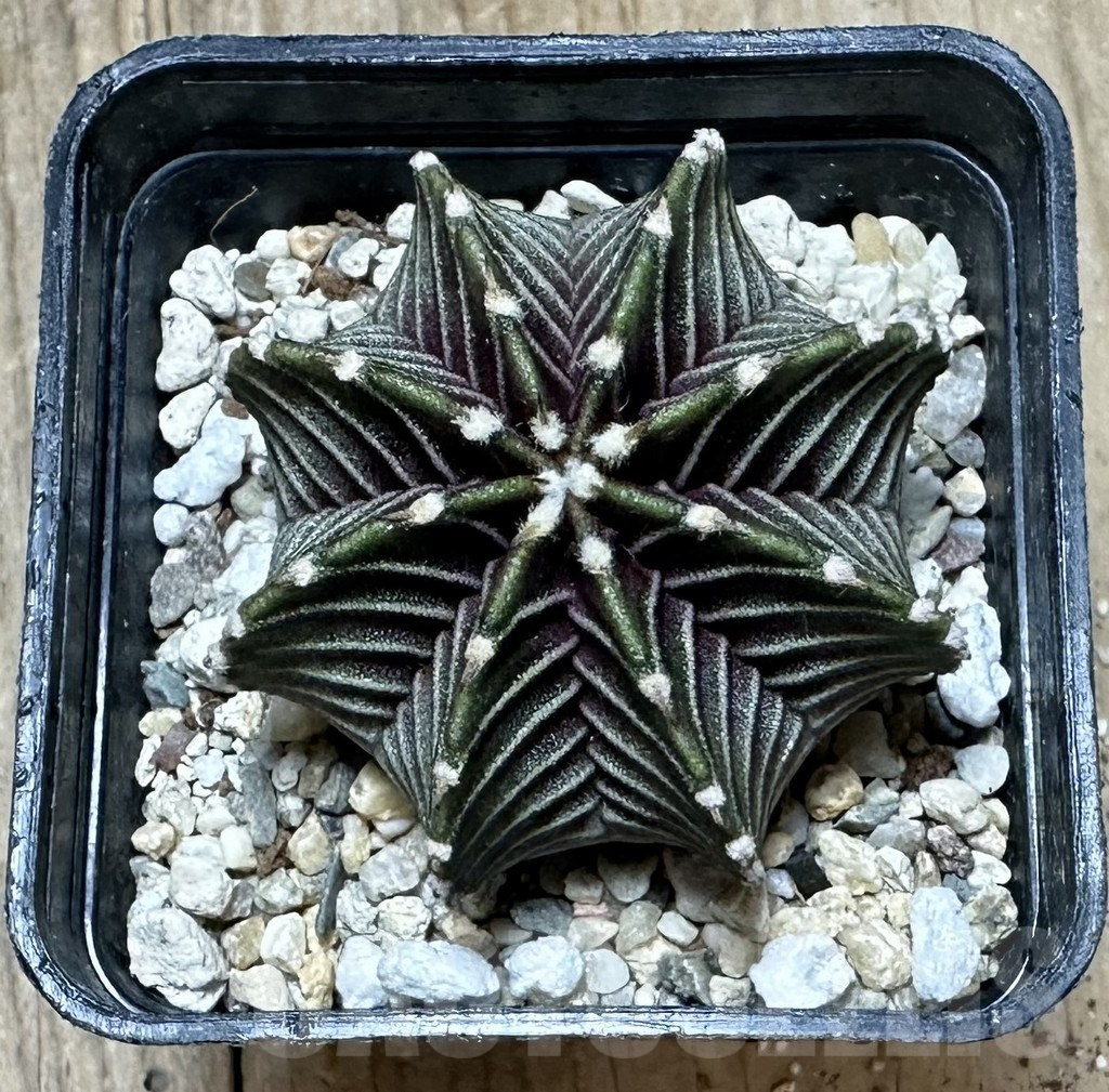 SHPR34420 Gymnocalycium friedrichii VOS 1241 - Image 2