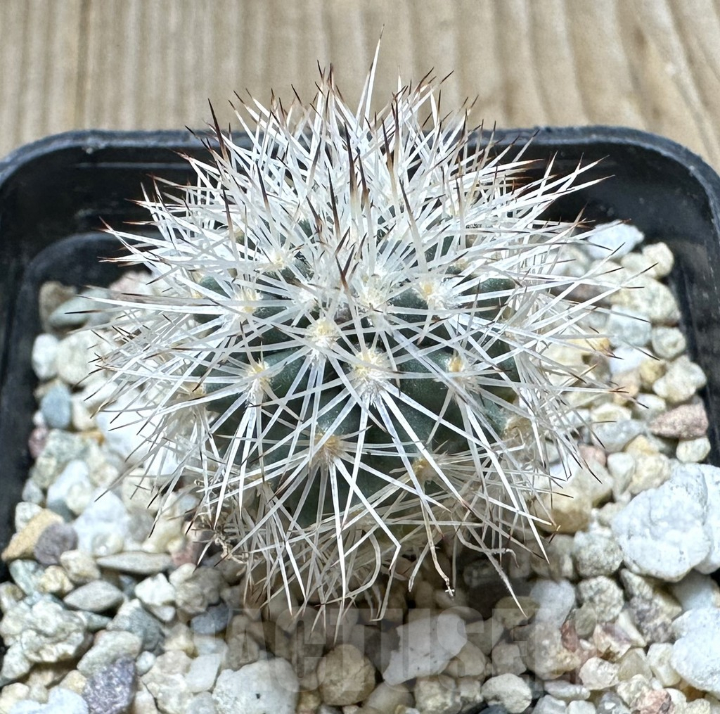 SHPR34424 Gymnocactus beguinii VZD 186