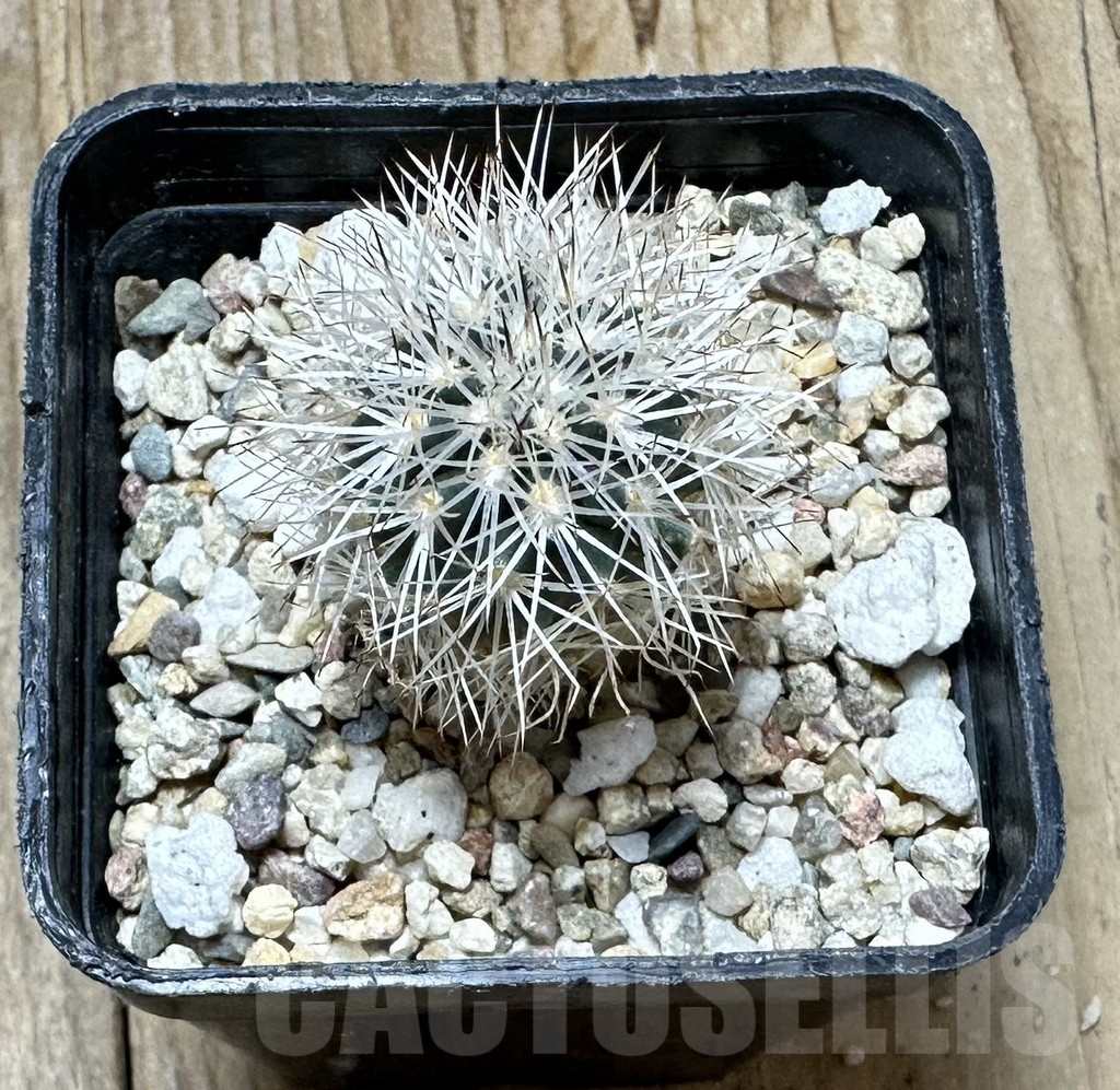 SHPR34424 Gymnocactus beguinii VZD 186 - Image 2