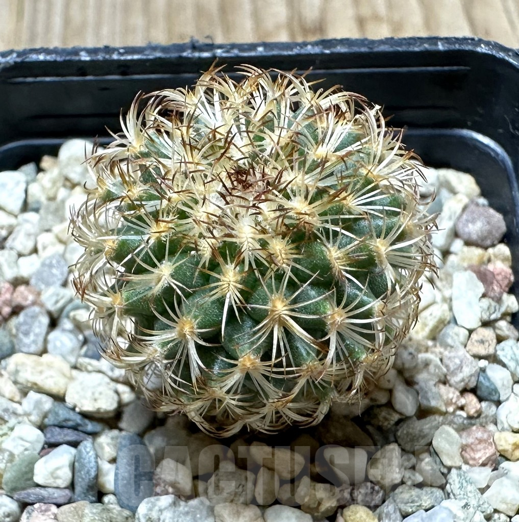 SHPR34426 Gymnocactus ysabelae MAK 567