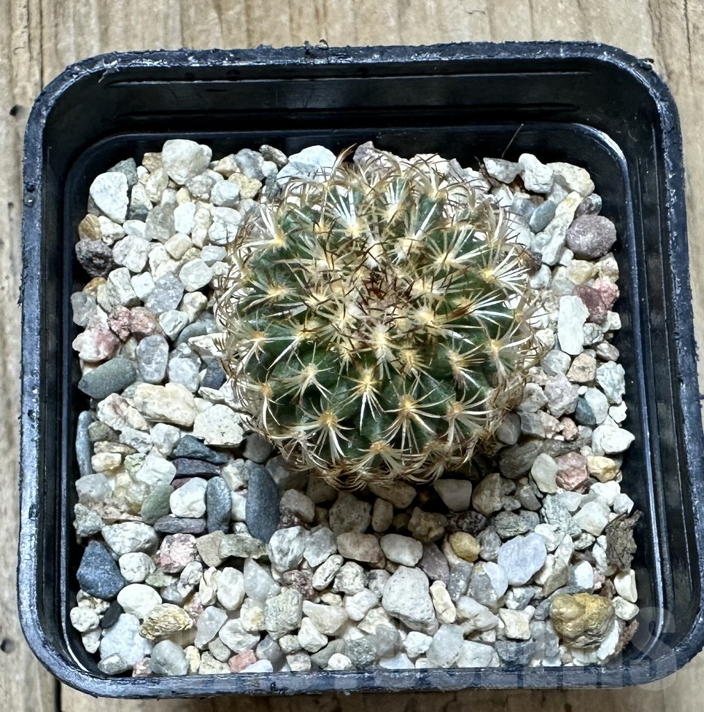 SHPR34426 Gymnocactus ysabelae MAK 567 - Image 2