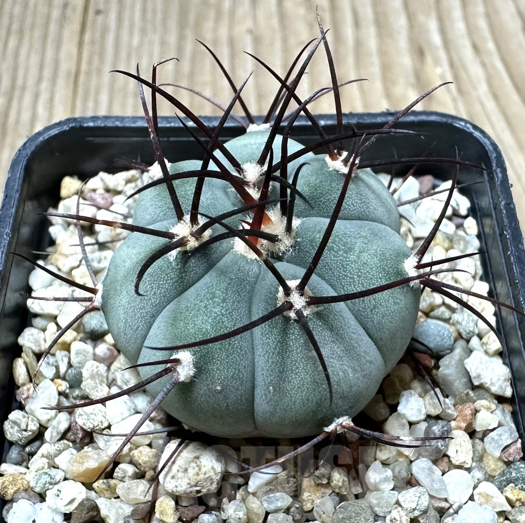 SHPR34427 Gymnocalycium cabreraense VOS 2122