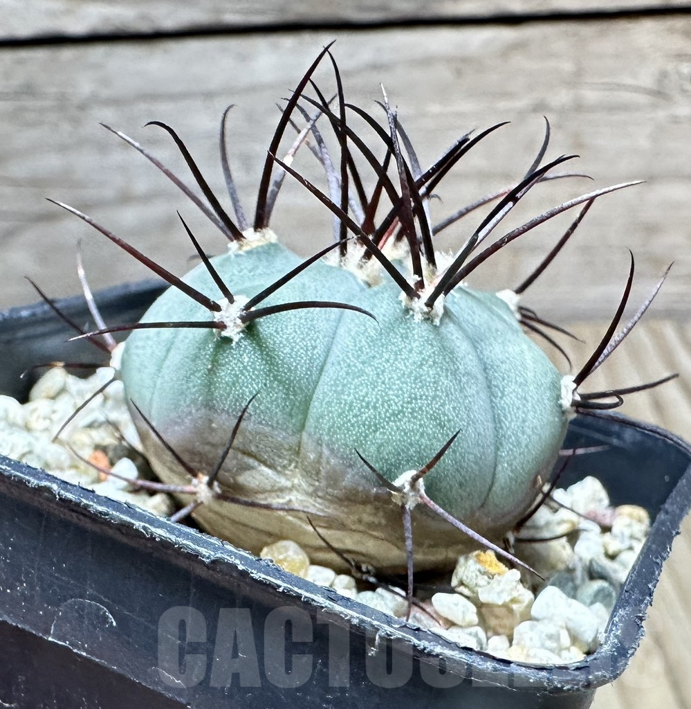 SHPR34427 Gymnocalycium cabreraense VOS 2122 - immagine 2