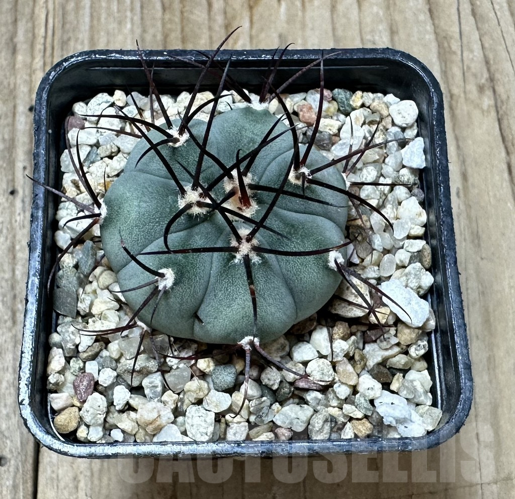 SHPR34427 Gymnocalycium cabreraense VOS 2122 - immagine 3