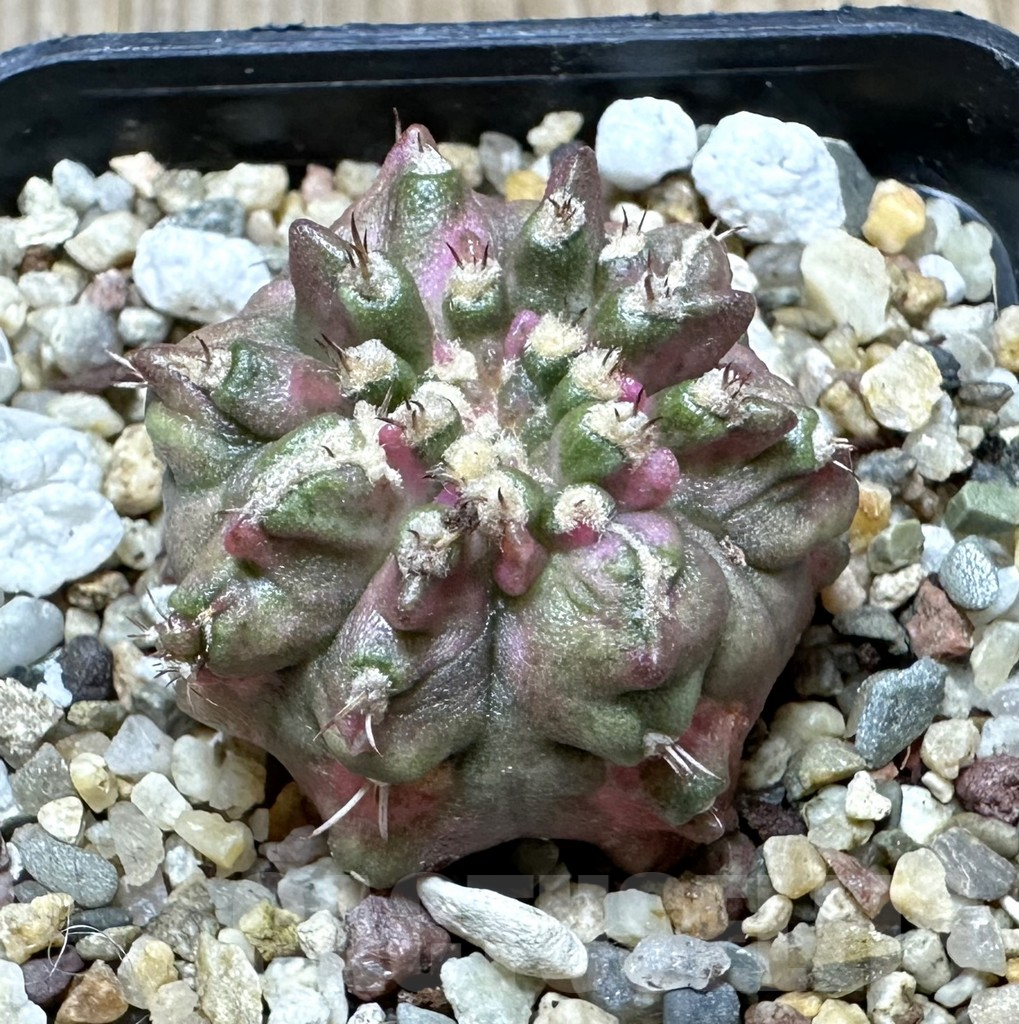 SHPR34429 Gymnocalycium mihanovichii T-rex