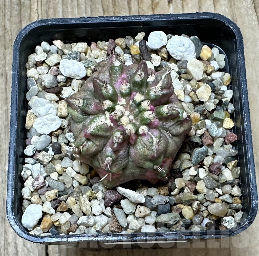 SHPR34429 Gymnocalycium mihanovichii T-rex - Image 2