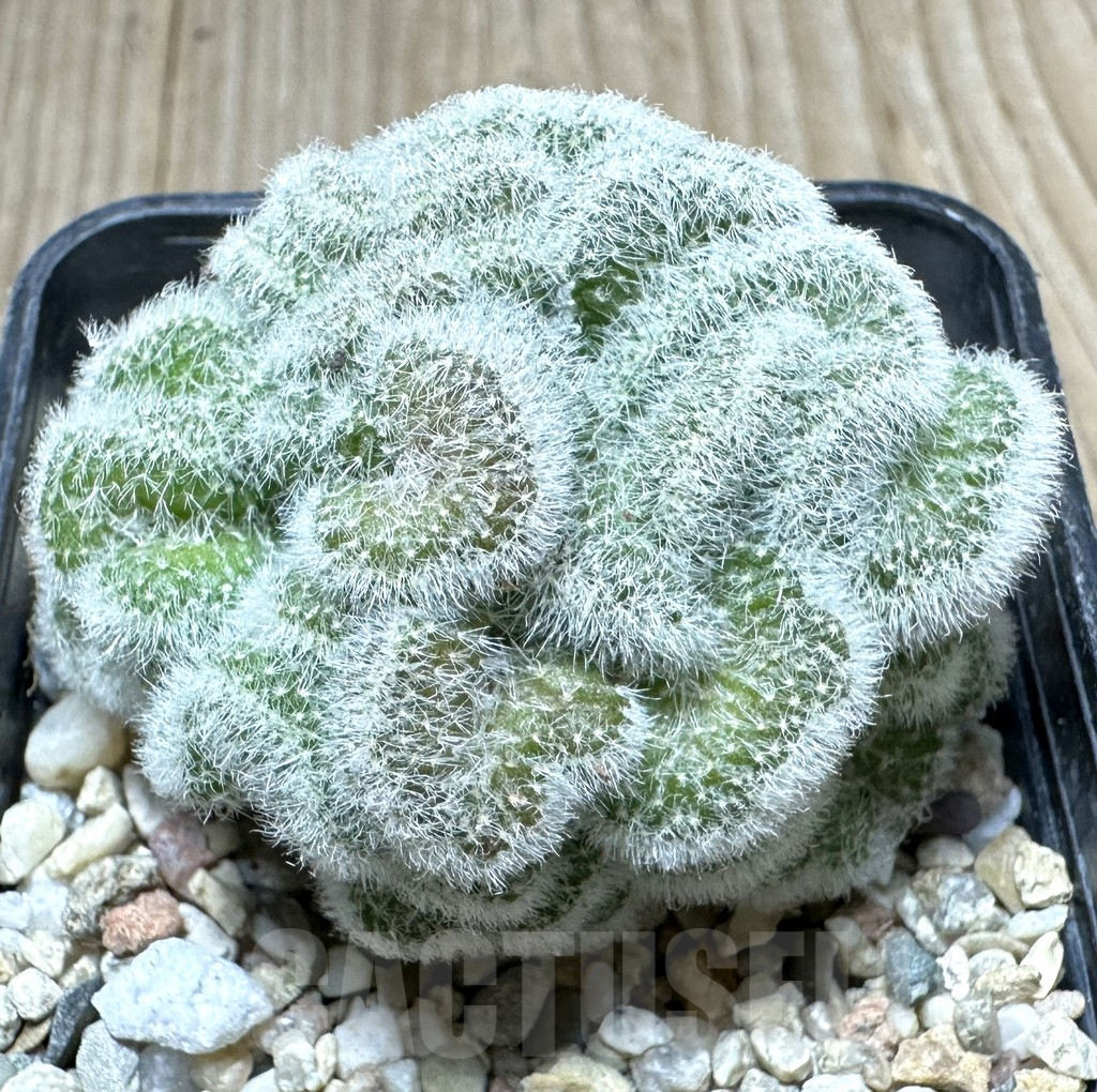 SHPR34430 Mammillaria perbella f. cristata