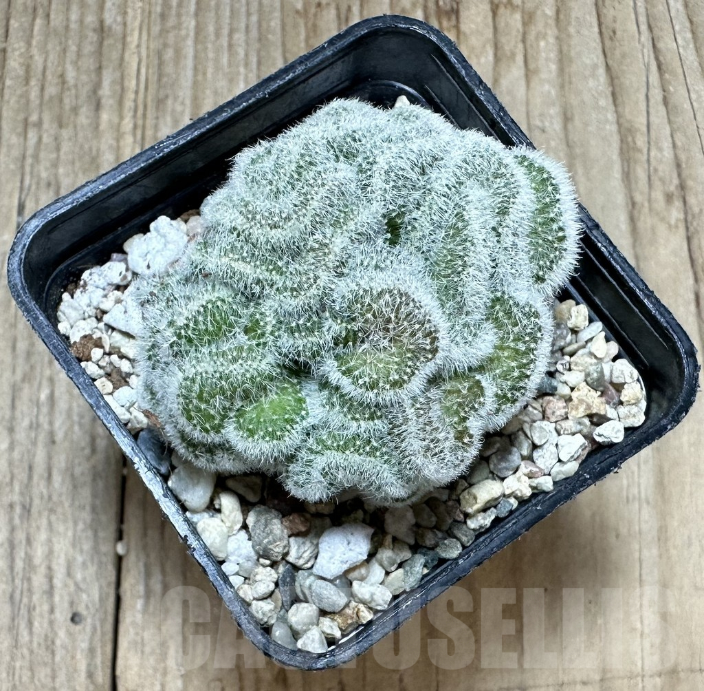 SHPR34430 Mammillaria perbella f. cristata - Image 2