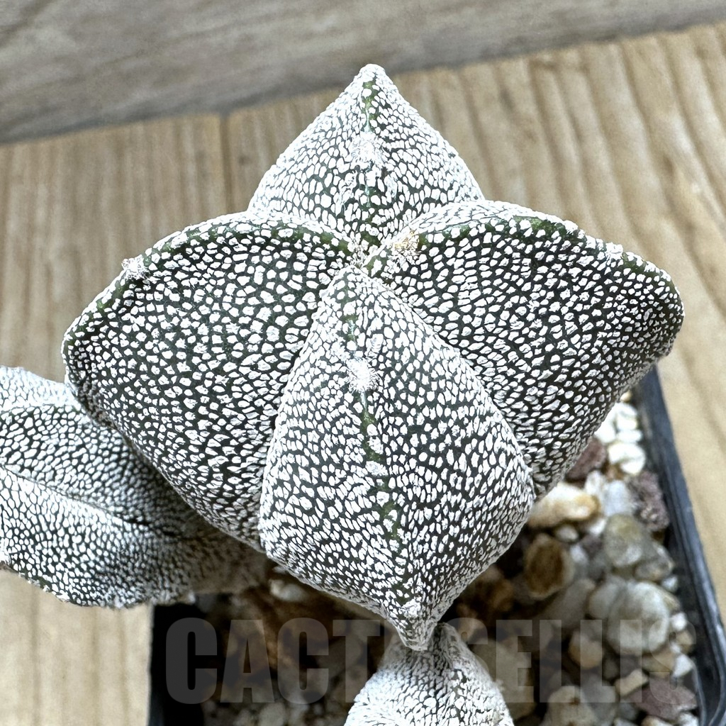 SHPR34435 Astrophytum myriostigma ‘Onzuka’ v. quadricostatum