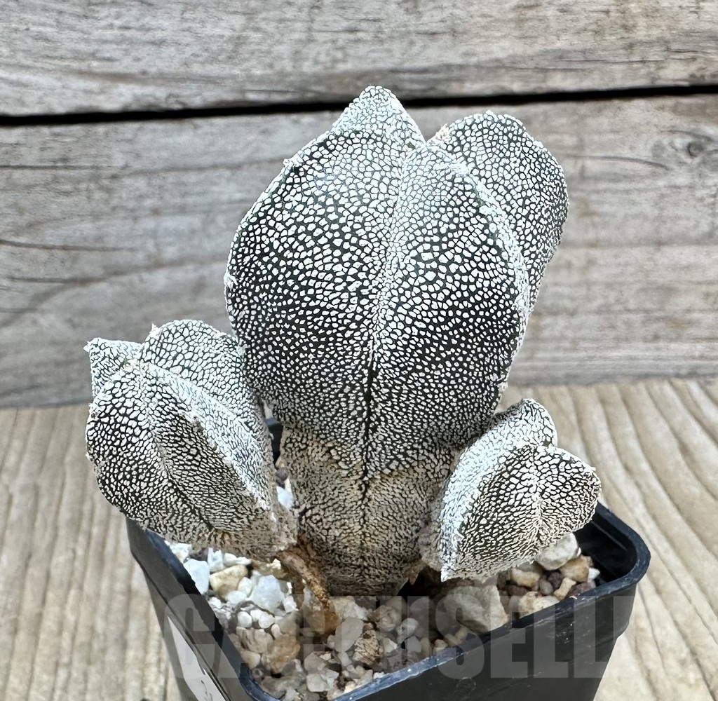 SHPR34435 Astrophytum myriostigma ‘Onzuka’ v. quadricostatum - Image 2