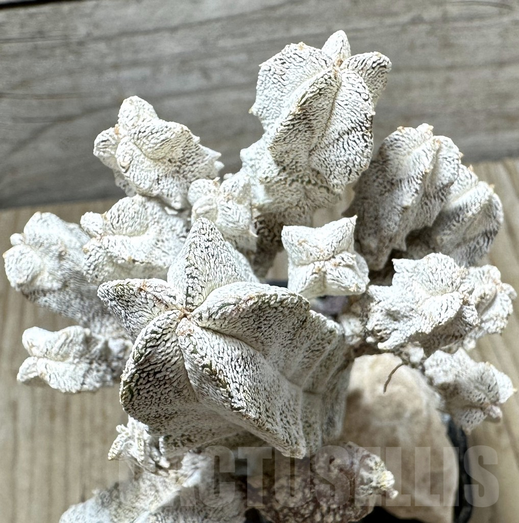 SHPR34436 Astrophytum myriostigma ‘Onzuka’ f. monstrosa