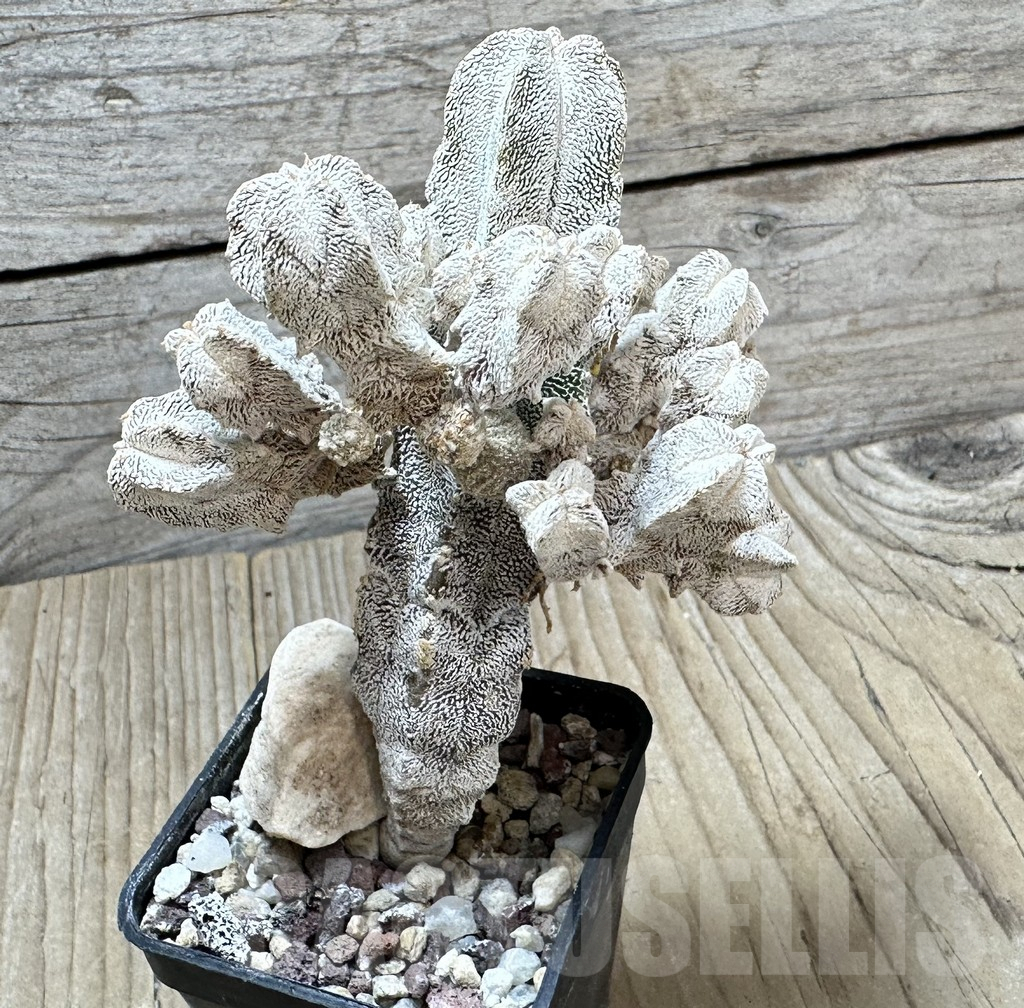 SHPR34436 Astrophytum myriostigma ‘Onzuka’ f. monstrosa – Image 2