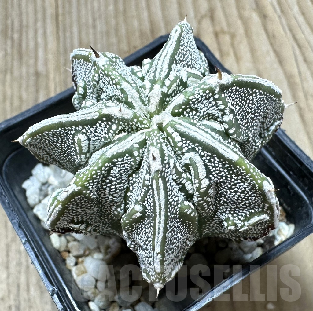 SHPR34442 Astrophytum ornatum ‘Fukuryu’