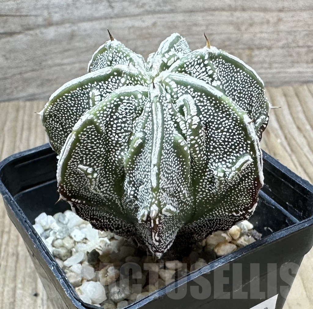 SHPR34442 Astrophytum ornatum ‘Fukuryu’ - Image 2