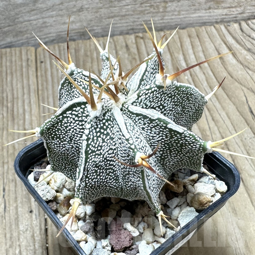 SHPR34444 Astrophytum ornatum hybrid
