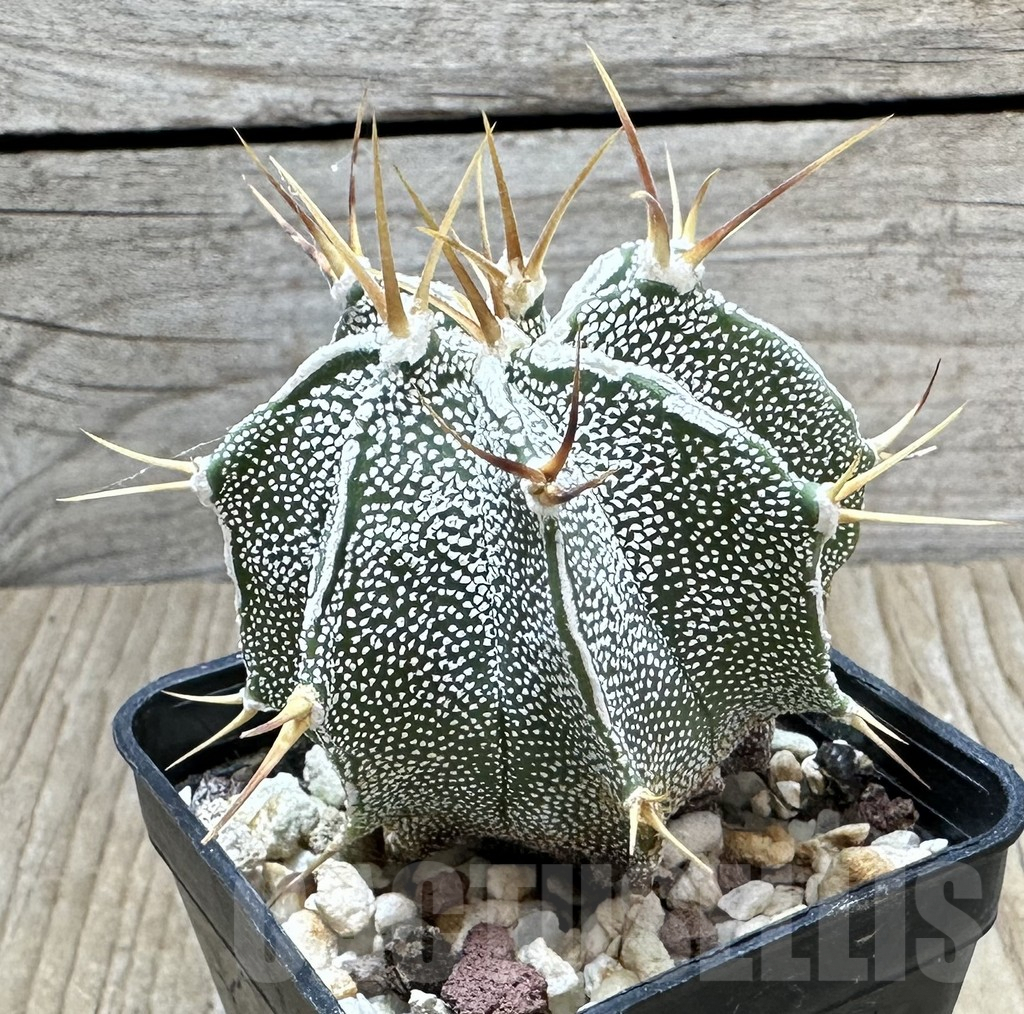 SHPR34444 Astrophytum ornatum hybrid - Image 2