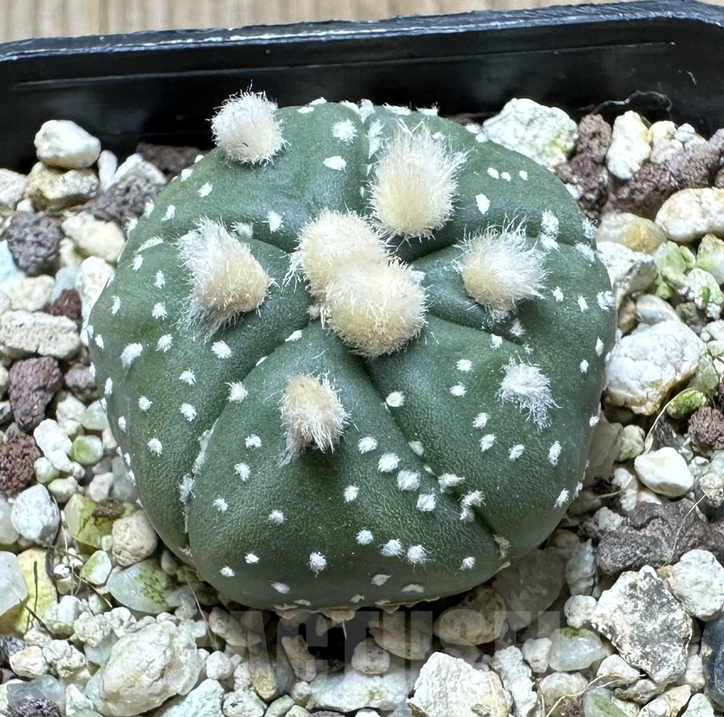 SHPR34448 Astrophytum asterias ‘Ooibo’ hybrid