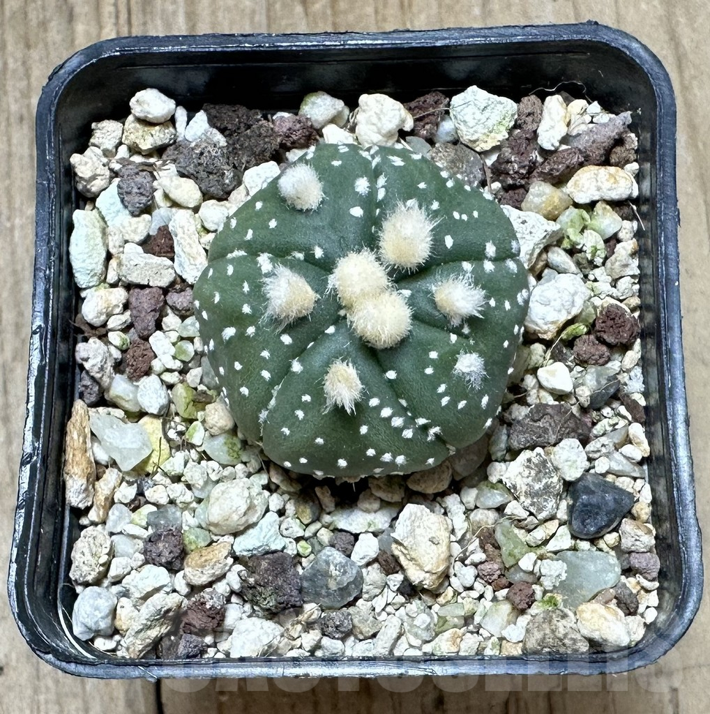 SHPR34448 Astrophytum asterias ‘Ooibo’ hybrid - Image 2
