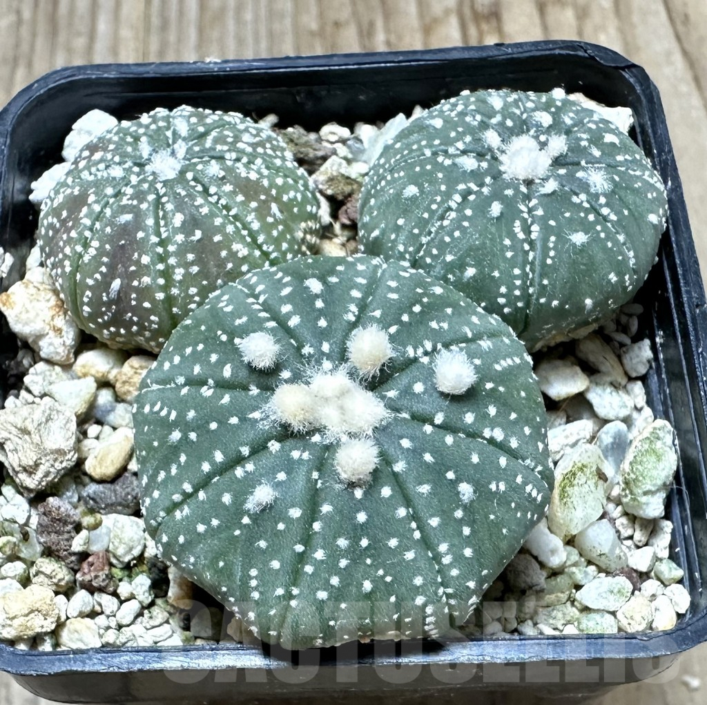 SHPR34452 Astrophytum asterias ‘Ooibo’ hybrid mix, 3 plants