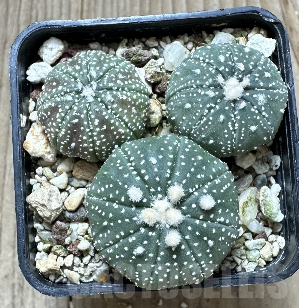 SHPR34452 Astrophytum asterias ‘Ooibo’ hybrid mix, 3 plants - Image 2