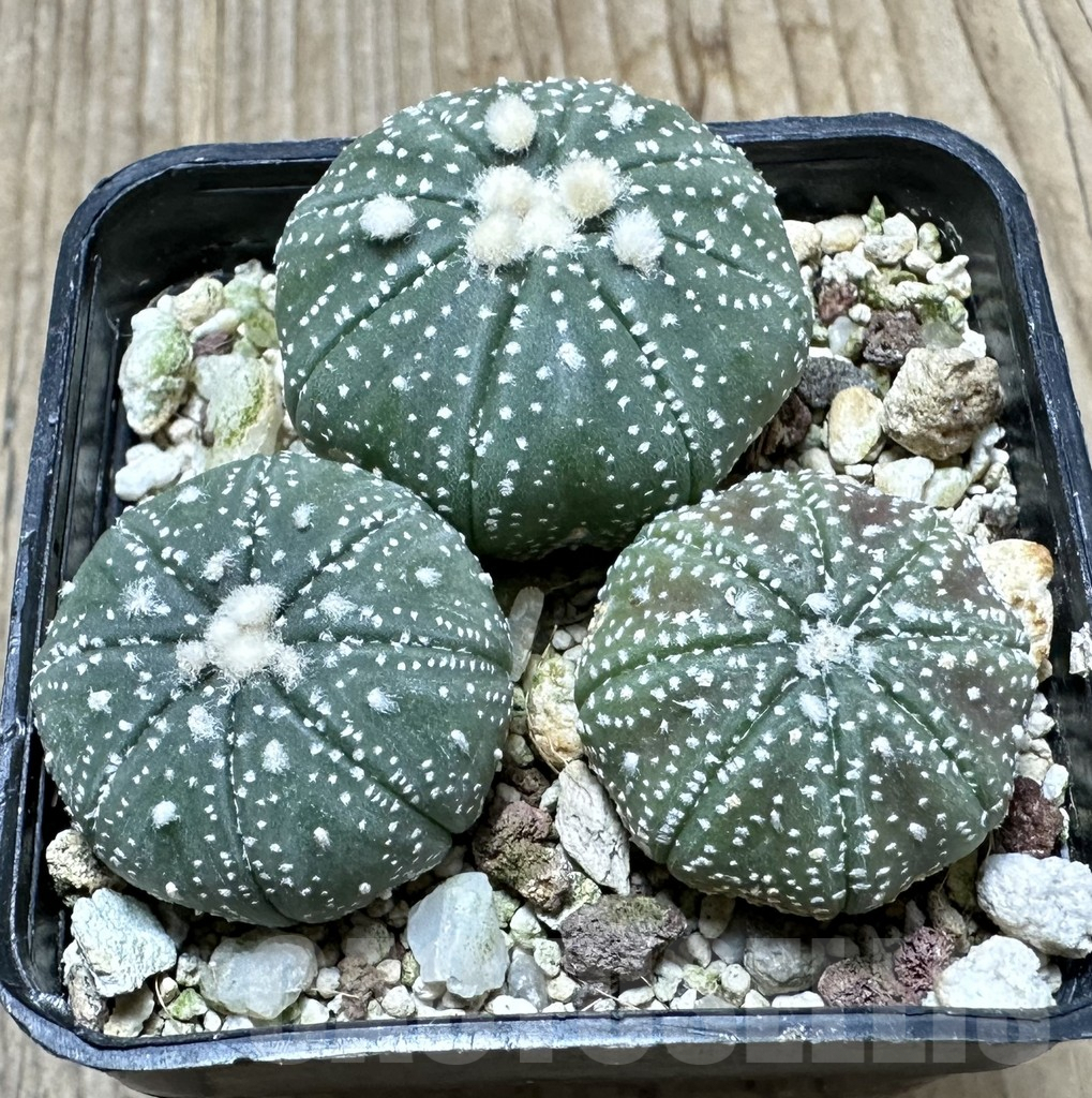 SHPR34452 Astrophytum asterias ‘Ooibo’ hybrid mix, 3 plants - Image 3