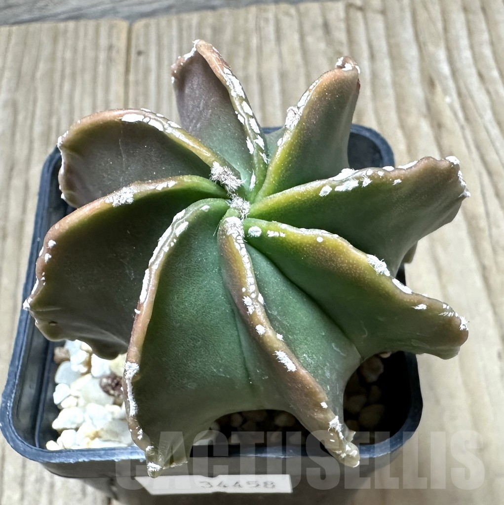 SHPR34458 Astrophytum myriostigma hybrid 8-ribs