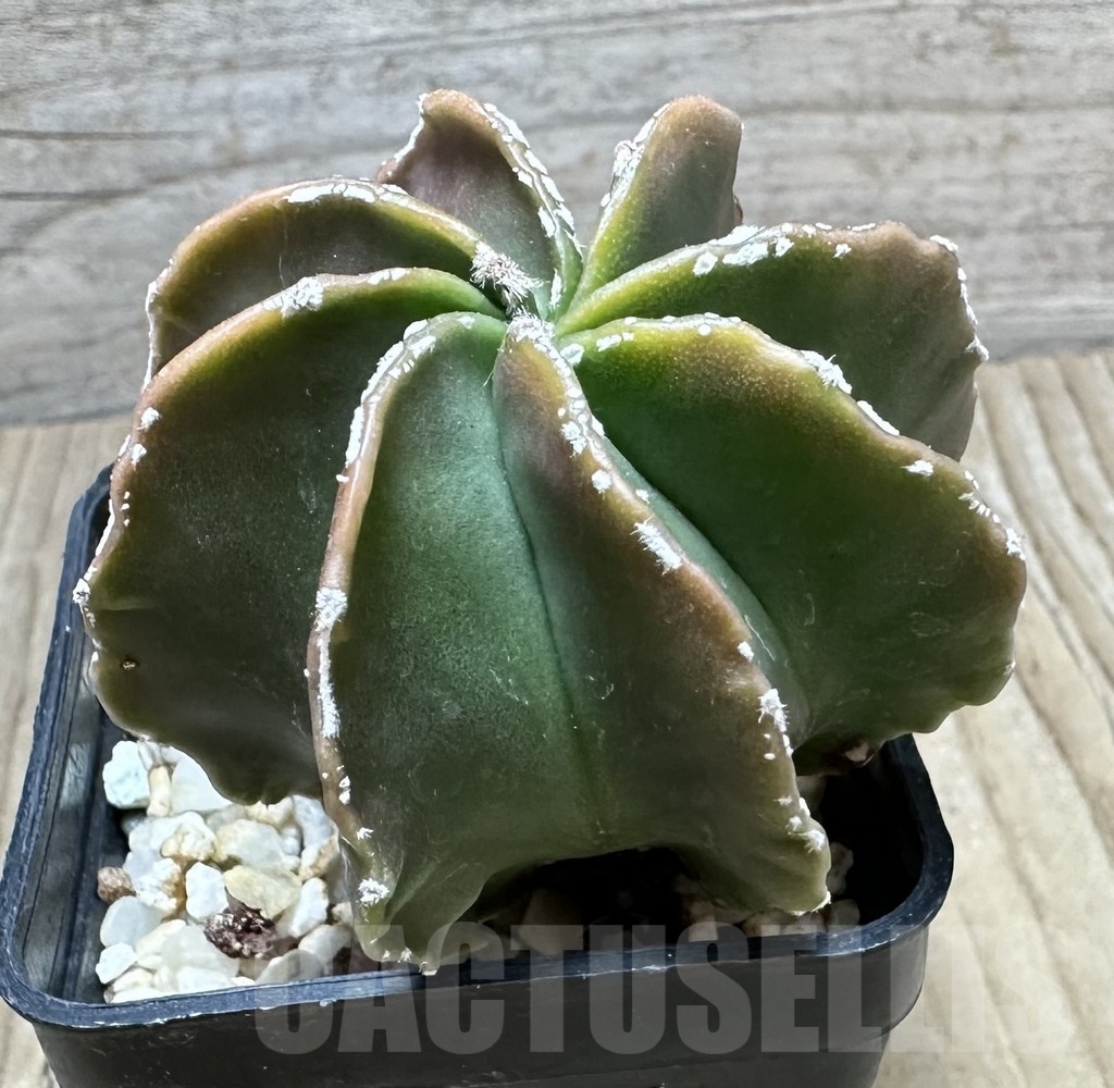 SHPR34458 Astrophytum myriostigma hybrid 8-ribs - Image 2