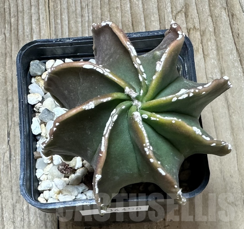 SHPR34458 Astrophytum myriostigma hybrid 8-ribs - Image 3