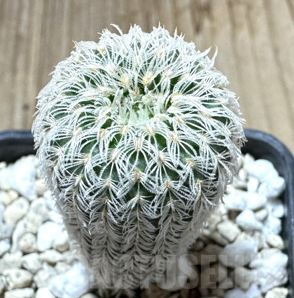 SHPR34520 Frailea densispina