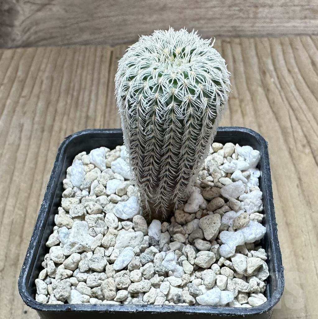 SHPR34520 Frailea densispina - Image 2