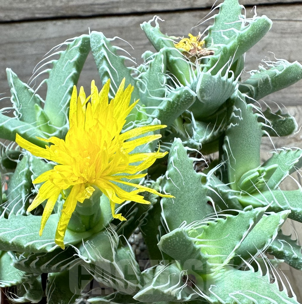 SHPR34522 Faucaria tigrina 'Dead man’s gulch', old 10 years