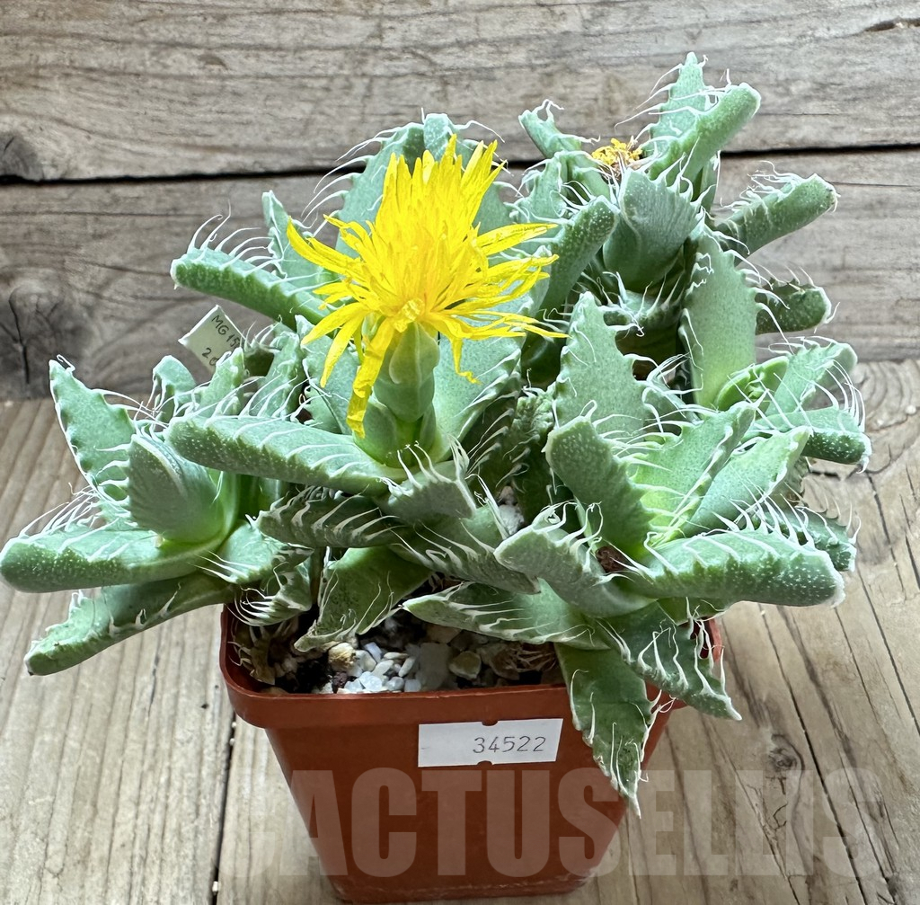 SHPR34522 Faucaria tigrina 'Dead man’s gulch', old 10 years - Image 2