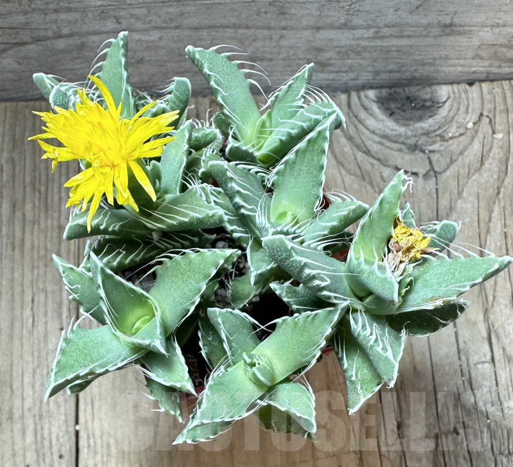 SHPR34522 Faucaria tigrina 'Dead man’s gulch', old 10 years - Image 3