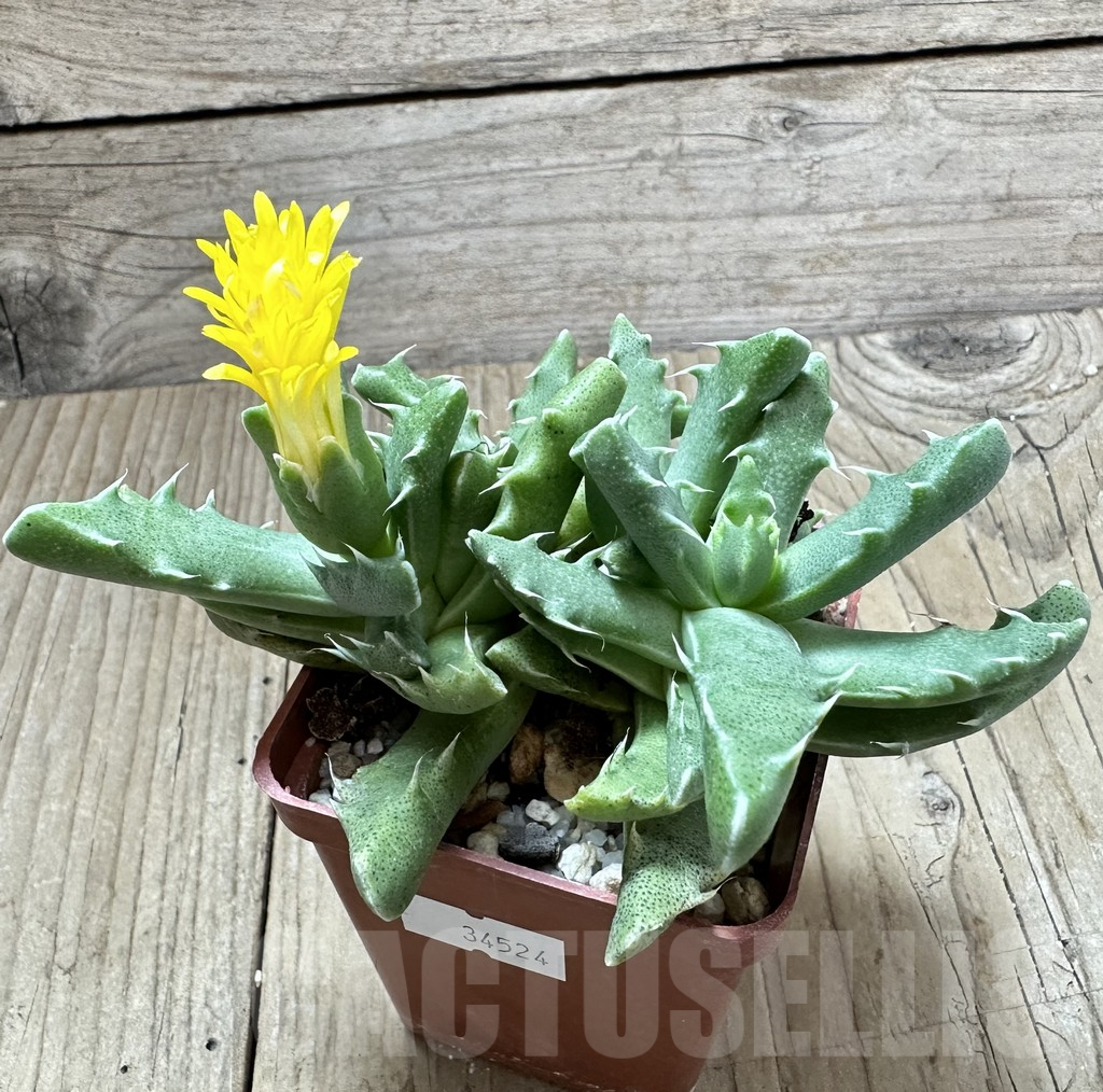 SHPR34524 Faucaria felina GM 210 - 画像 (2)