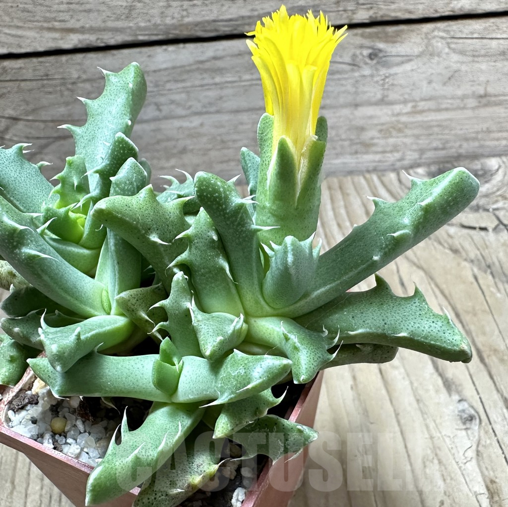 SHPR34524 Faucaria felina GM 210