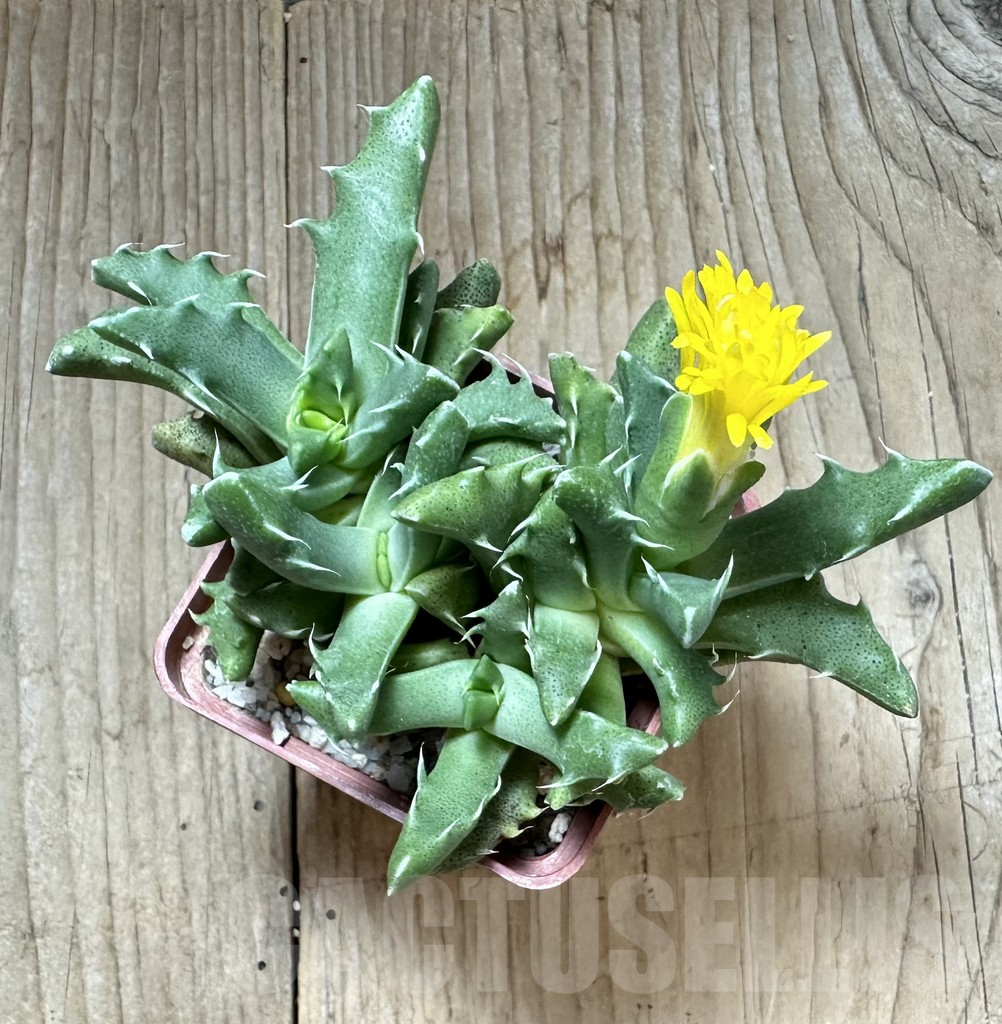 SHPR34524 Faucaria felina GM 210 - 画像 (3)