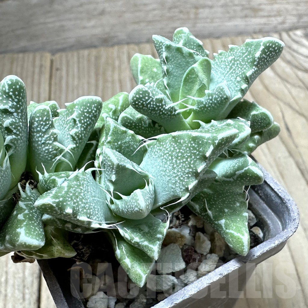 SHPR34527 Faucaria speciosa